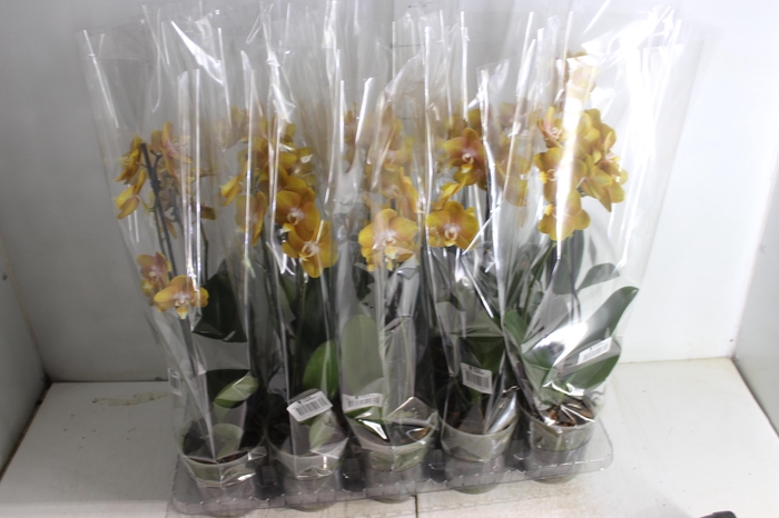<h4>PHALAENOPSIS VEGAS P12 MULTIFLORA</h4>