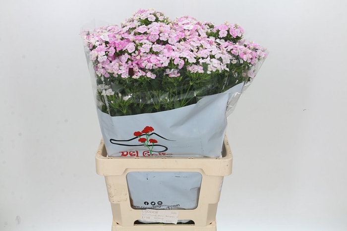 <h4>DI BARB AM ROSE</h4>