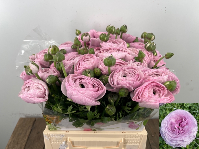 <h4>RANUNCULUS OV</h4>