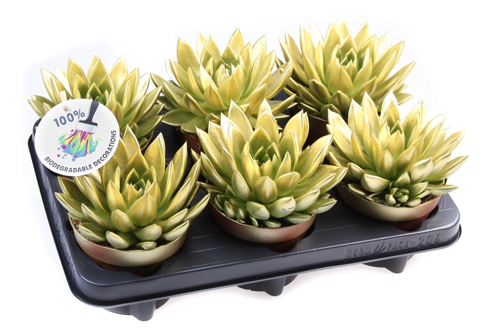 <h4>Echeveria  'Miranda'</h4>