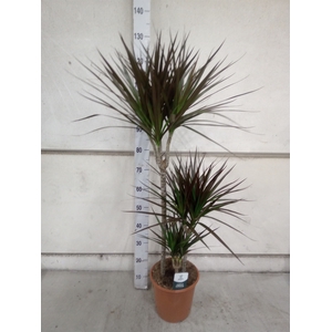 Dracaena marg. 'Magenta'