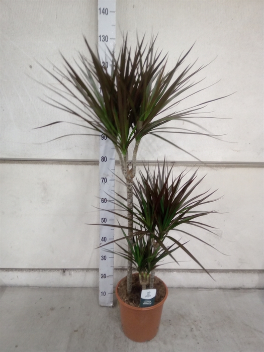 <h4>Dracaena marg. 'Magenta'</h4>