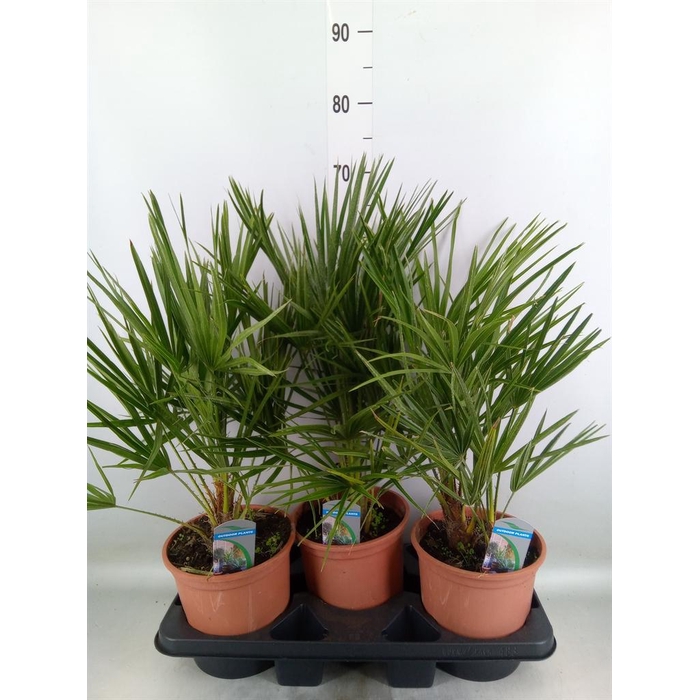 <h4>Chamaerops humilis</h4>