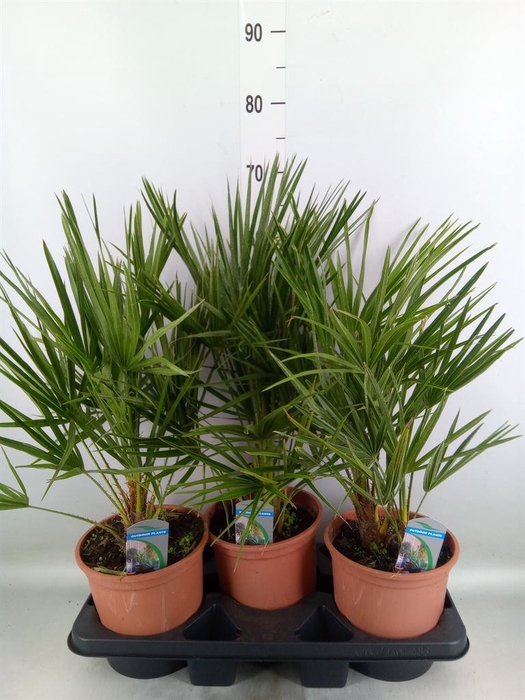 Chamaerops humilis
