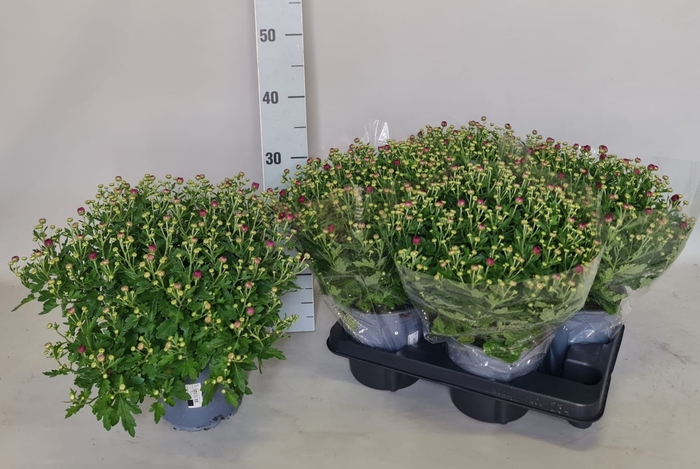 <h4>CHRYS GARDEN MUMS GM</h4>
