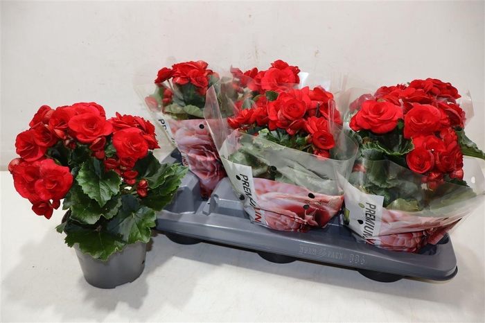 <h4>Beg Du Baladin</h4>