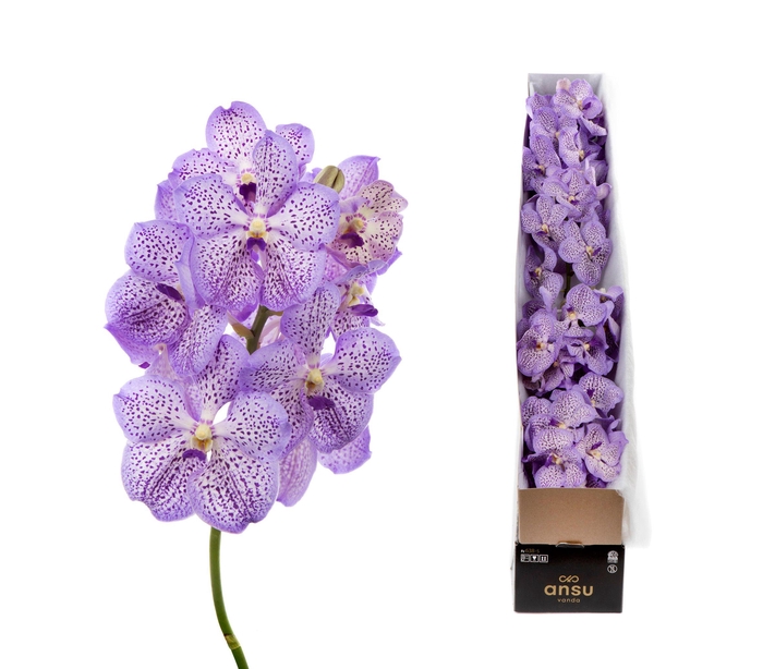 <h4>Vanda Mauve Spot X4</h4>