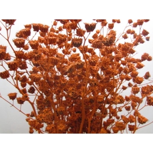 Abutilon G Oranje L120