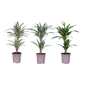 Dracaena deremensis mix