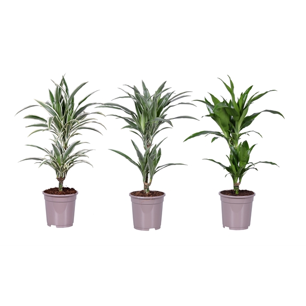 <h4>Dracaena deremensis mix</h4>