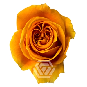 R GR NEXUS Tessa