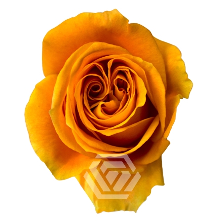 <h4>R GR NEXUS Tessa</h4>
