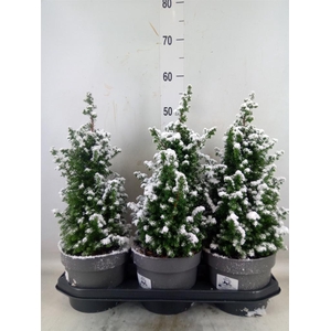 Chamaecyparis thyo. 'Top Point'