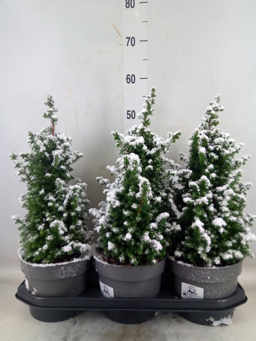 <h4>Chamaecyparis thyo. 'Top Point'</h4>