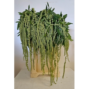 AMAR CA GREEN PEARLS