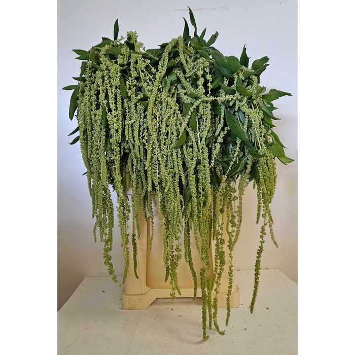 <h4>Amar Ca Green Pearls</h4>