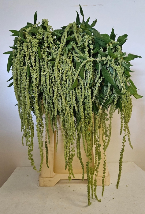 <h4>AMAR CA GREEN PEARLS</h4>