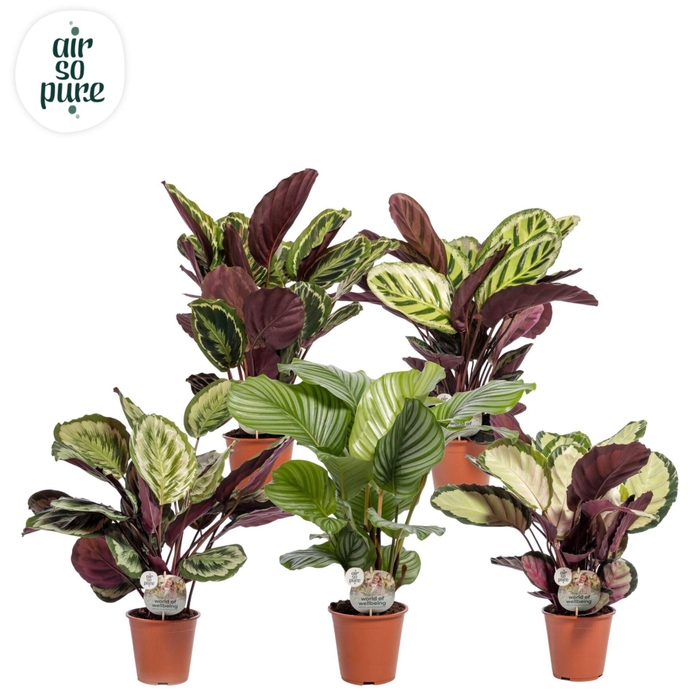 <h4>Calathea roseapicta gemengd</h4>