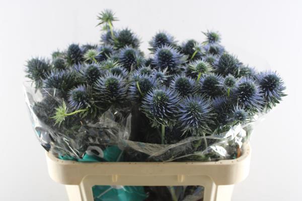 <h4>Eryng Scorpius</h4>