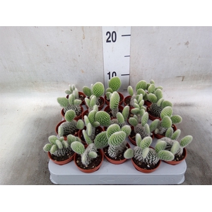 Opuntia microdasys 'Albispina'