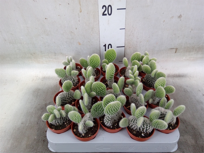 <h4>Opuntia microdasys 'Albispina'</h4>