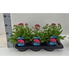 Achillea millefolium