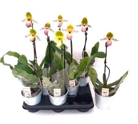 <h4>Paph Multiflower Gem</h4>