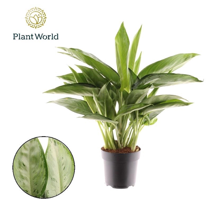 <h4>Aglaonema Silverado</h4>