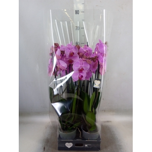 Phalaenopsis  'Ant Orlando'