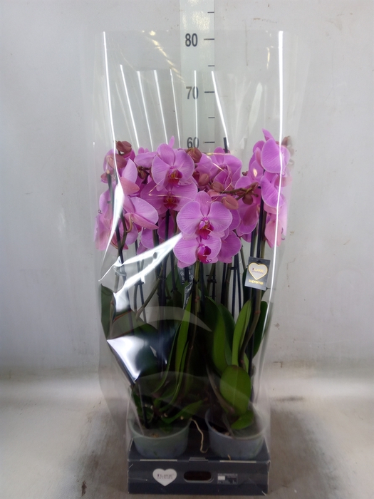 <h4>Phalaenopsis  'Ant Orlando'</h4>