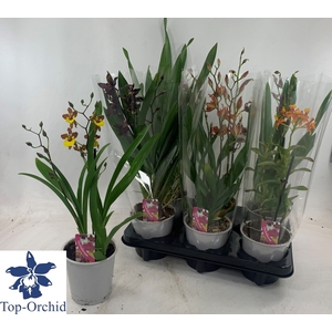 ORCHIDEEEN GEM