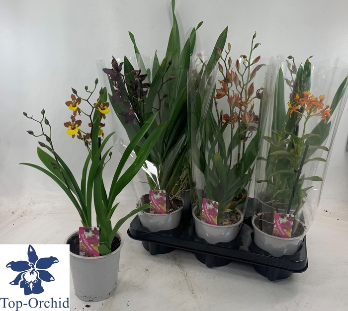 <h4>ORCHIDEEEN GEM</h4>