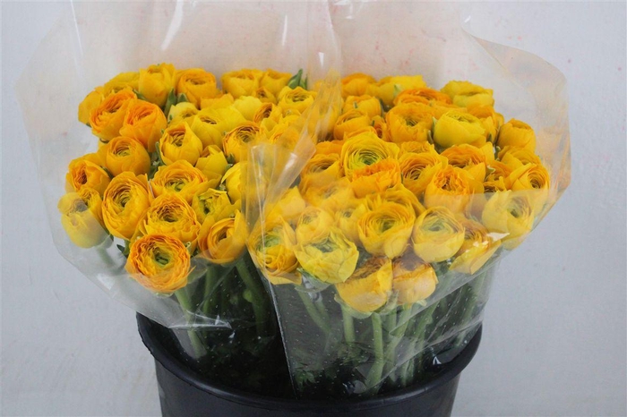 <h4>Ran Elegance Yellow</h4>