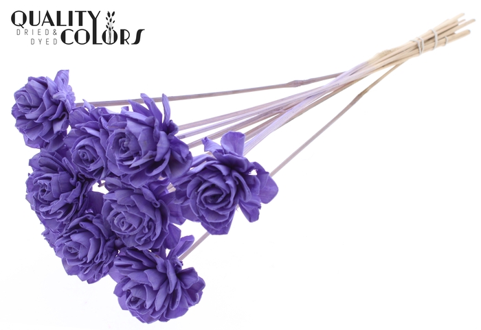 Shola Dahlia 6cm on stem Milka
