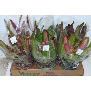 NEOREGELIA VARIADO P14