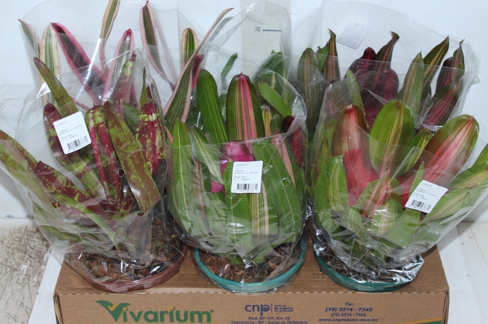 <h4>NEOREGELIA VARIADO P14</h4>