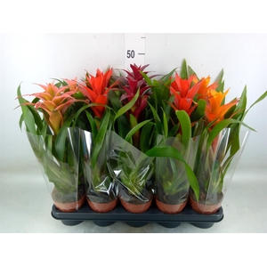 Guzmania   ...mix