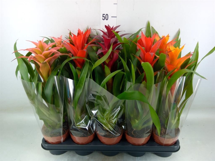 <h4>Guzmania   ...mix</h4>