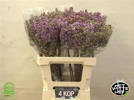 <h4>Syr V Dark Koster</h4>