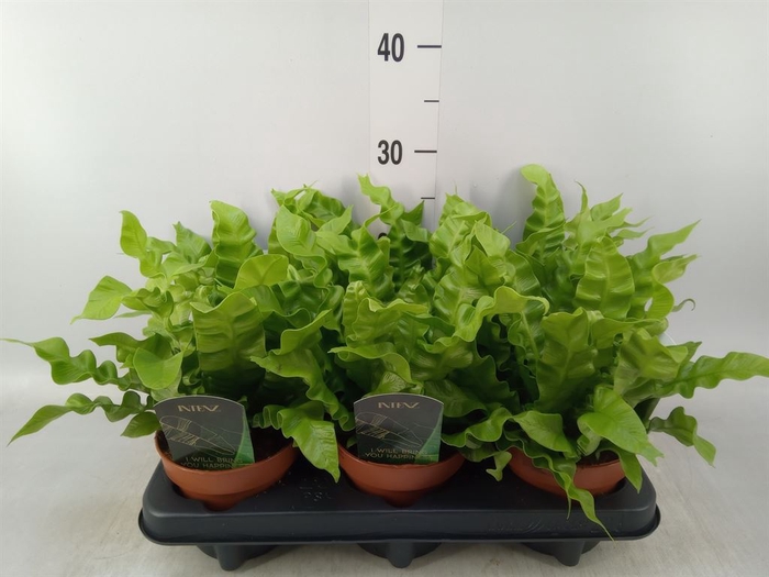<h4>Asplenium nidus 'Crispy Wave'</h4>