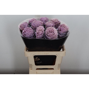 Brassica Wx (ex) Milka