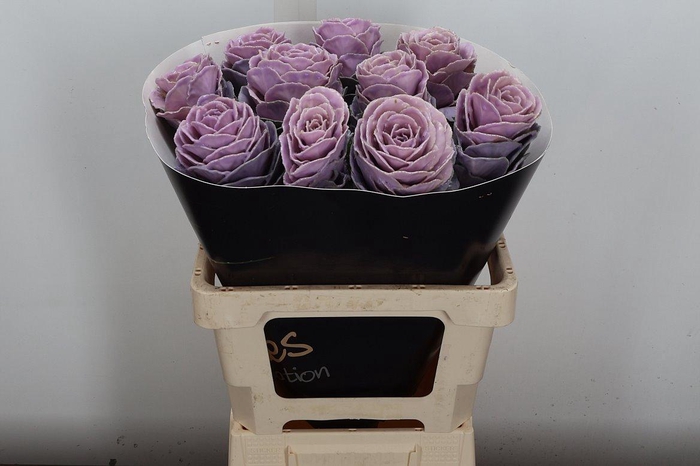 <h4>Brassica Wx (ex) Milka</h4>