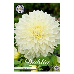 Dahlia Fleurel x1 l