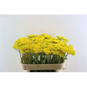 Achil Parker Variety
