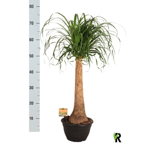 BEAUCARNEA RECUR