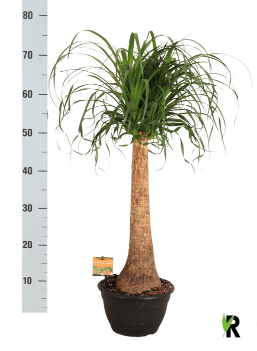 <h4>BEAUCARNEA RECUR</h4>