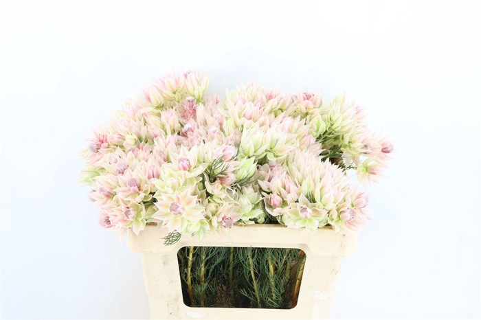 <h4>Blushing Bride - Bridal Star 4-5</h4>