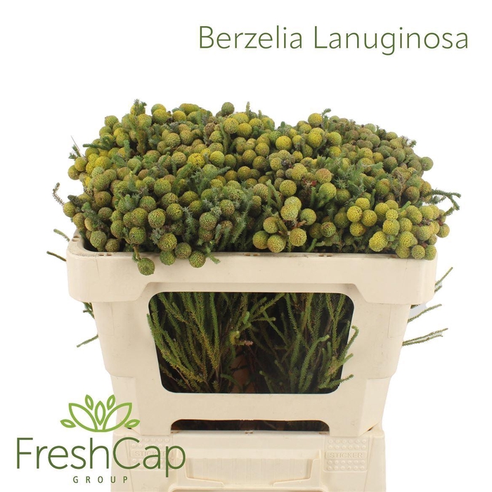 <h4>Berzelia lanuginosa</h4>