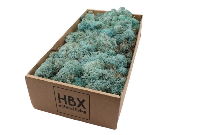 <h4>Moss Reindeer Moss 500gr Ice Blue</h4>