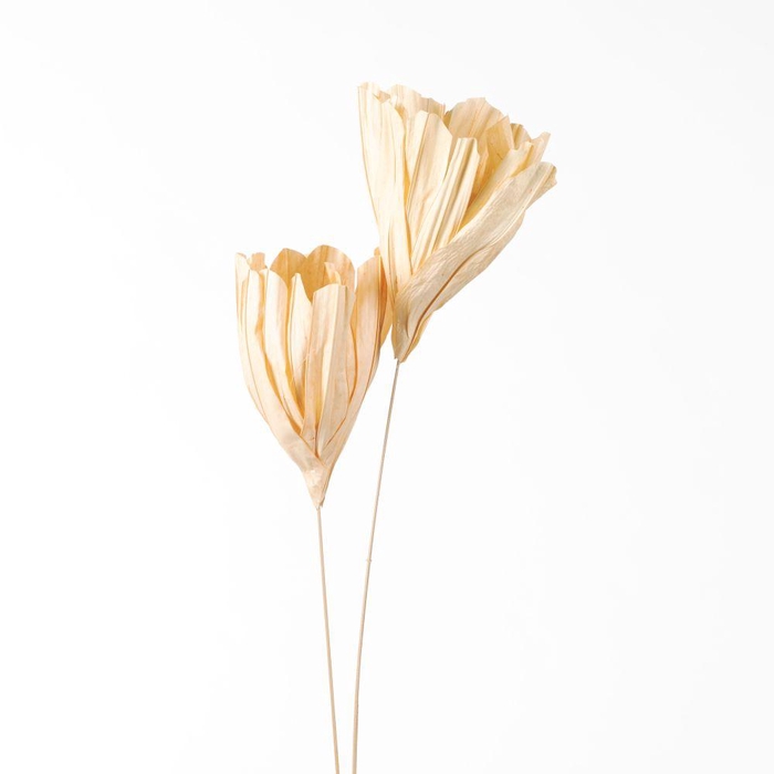 <h4>DF Fire Flower 105cm Cream 811</h4>